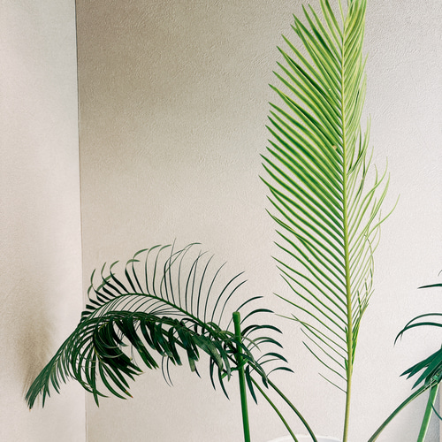 現品］【希少】サイカスパンジファエンシス 蘇轍 ソテツ 観葉植物 レア