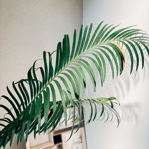［現品］【希少】A ソテツ　斑入り　10号　観葉植物　レア　おしゃれ　珍しい 現品］美株！【希少】キンカン ソテツ 斑入り 10号 金環 蘇轍 観葉植物