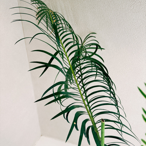 現品］【希少】サイカスパンジファエンシス 蘇轍 ソテツ 観葉植物 レア