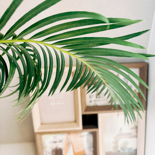 現品］【希少】サイカスパンジファエンシス 蘇轍 ソテツ 観葉植物 レア