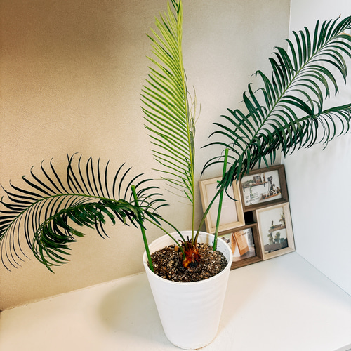 現品］【希少】サイカスパンジファエンシス 蘇轍 ソテツ 観葉植物 レア