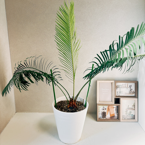 現品］【希少】サイカスパンジファエンシス 蘇轍 ソテツ 観葉植物 レア