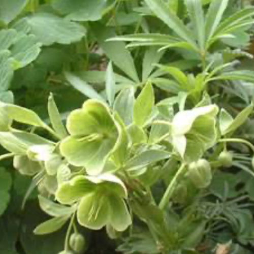 原種のクリスマスローズ『フェチダス』蕾付き❗️ その他インテリア