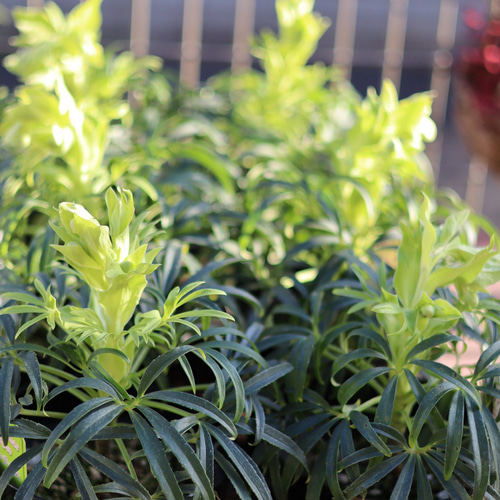 原種のクリスマスローズ『フェチダス』蕾付き❗️ その他インテリア