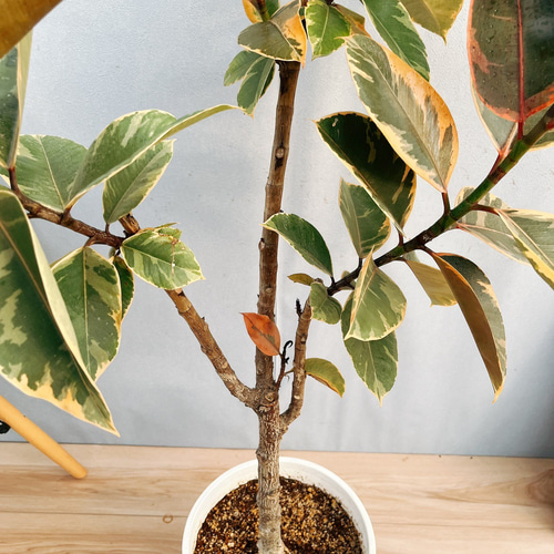 現品］93番 フィカスルビー 8号 観葉植物 室内 おしゃれ ゴムの
