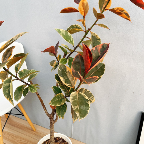 フィカス　ルビー　ストレート　2【現品】観葉植物　室内　大型 現品］フィカスルビー 8号 観葉植物 室内 おしゃれ ゴムの木