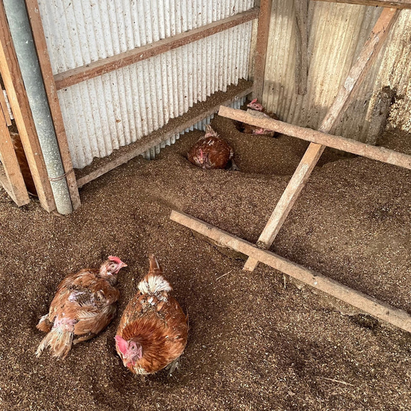 平飼い有精卵 おぼろ月 6個入×4パック 24個入（22個+割れ補償2個）埼玉県加須市 遠藤農園 後藤もみじ卵 10枚目の画像