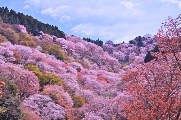 貴方に微笑みを届ける山桜のゴブレット　名入れ無料　ワイングラス/日本酒　木製 4枚目の画像