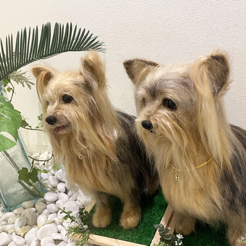 世界でたった一つ♡大切な家族をずっとそばに♡ヨークシャテリア 再現 
