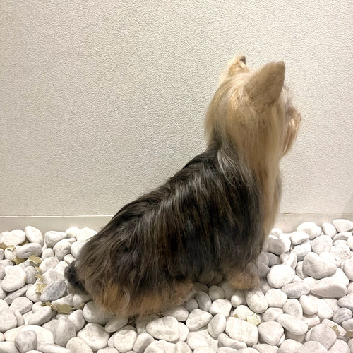 ♡ヨークシャテリア、オーダーページ② ♡ヨークシャテリア、オーダーページ②