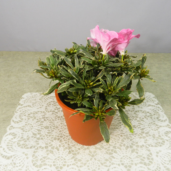 ★ENGEI ichioki★アザレア斑入り葉・ピンク花・鉢花◆魅力的な斑入り葉種です◆ 7枚目の画像