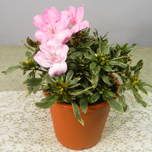 小型盆栽 花柄陶器鉢　　花　ピンク　あか 高さ12cm ☆ENGEI ichioki☆アザレア斑入り葉・ピンク花・鉢花◇魅力的な斑入り