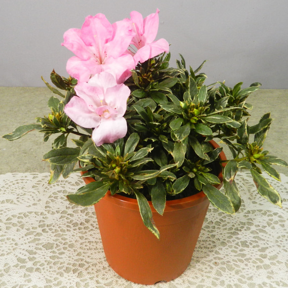 ★ENGEI ichioki★アザレア斑入り葉・ピンク花・鉢花◆魅力的な斑入り葉種です◆ 1枚目の画像