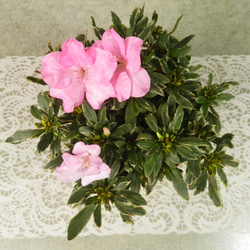 ★ENGEI ichioki★アザレア斑入り葉・ピンク花・鉢花◆魅力的な斑入り葉種です◆ 5枚目の画像