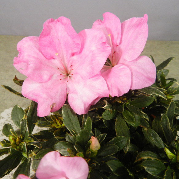 ★ENGEI ichioki★アザレア斑入り葉・ピンク花・鉢花◆魅力的な斑入り葉種です◆ 4枚目の画像