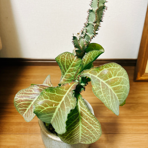 現品］【希少】モナデニウム マグニフィカム 観葉植物 レア 珍奇植物