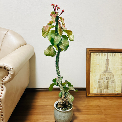 現品］【希少】モナデニウム マグニフィカム 観葉植物 レア 珍奇植物