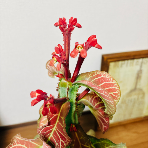 現品］【希少】モナデニウム マグニフィカム 観葉植物 レア 珍奇植物