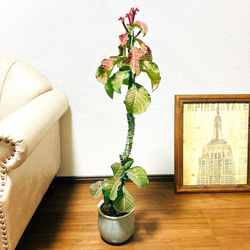 77635046796cc2b5f91a3055bfba5f