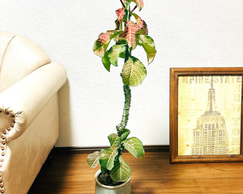 77635046796cc2b5f91a3055bfba5f