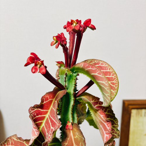現品］【希少】モナデニウム マグニフィカム 観葉植物 レア 珍奇植物