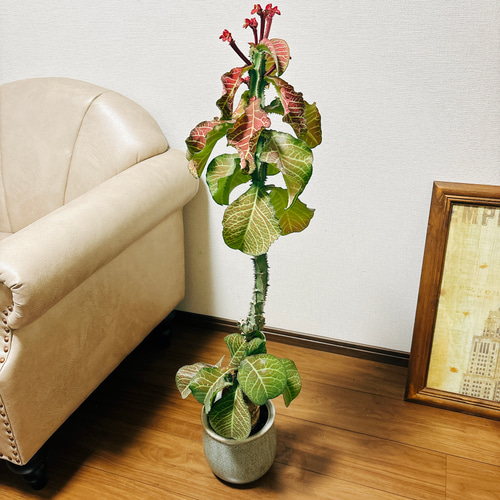 希少 モナデニウム モンタナム 塊根 コーデックス 珍種 78 フラワー・ガーデニング 希少 モナデニウム モンタナム 塊根