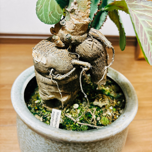 モナデニウム　マグニフィカム【現品】☆希少☆ 観葉植物　塊根植物 現品］【希少】モナデニウム マグニフィカム 観葉植物 レア 珍奇