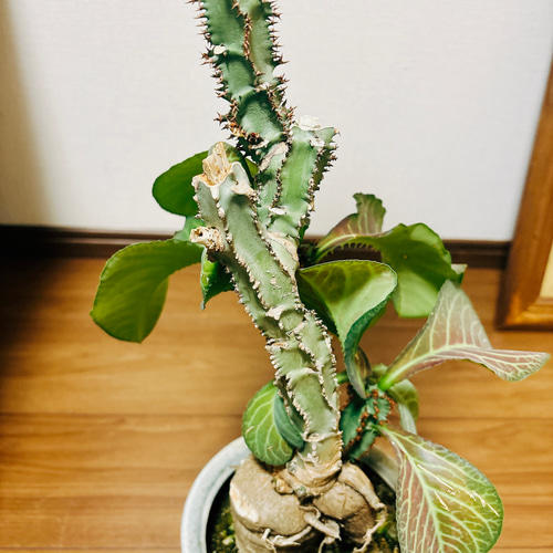 現品］【希少】モナデニウム マグニフィカム 観葉植物 レア 珍奇