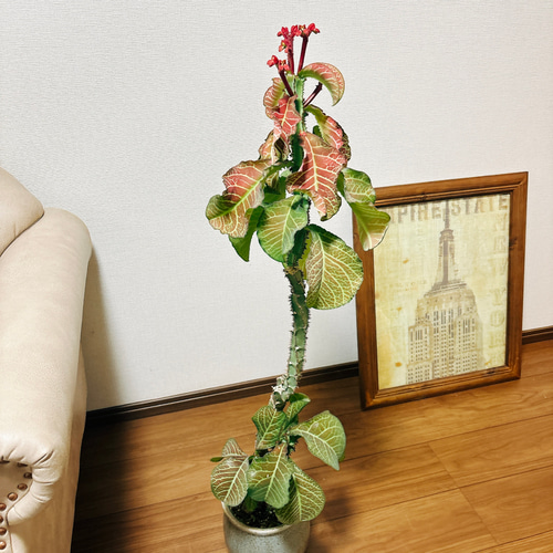 現品］【希少】モナデニウム マグニフィカム 観葉植物 レア 珍奇植物