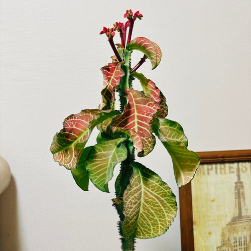 現品］【希少】モナデニウム マグニフィカム 観葉植物 レア 珍奇植物