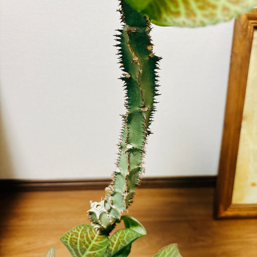 現品］【希少】モナデニウム マグニフィカム 観葉植物 レア 珍奇植物