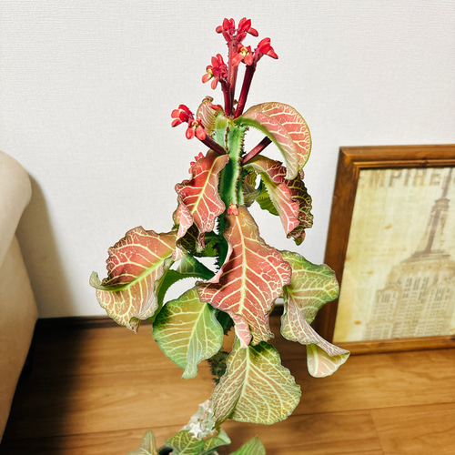 ［現品］【希少】モナデニウム　マグニフィカム　観葉植物　大型　レア　珍奇植物 現品］【希少】モナデニウム マグニフィカム 観葉植物 レア 珍奇植物