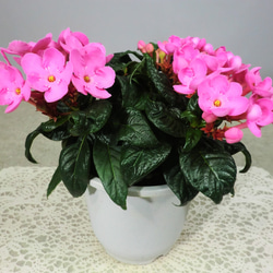 ★ENGEI ichioki★「ニオイザクラ・ガーネット」鉢花◆やや濃いピンクの花色です◆ 2枚目の画像