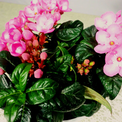 ★ENGEI ichioki★「ニオイザクラ・ガーネット」鉢花◆やや濃いピンクの花色です◆ 5枚目の画像