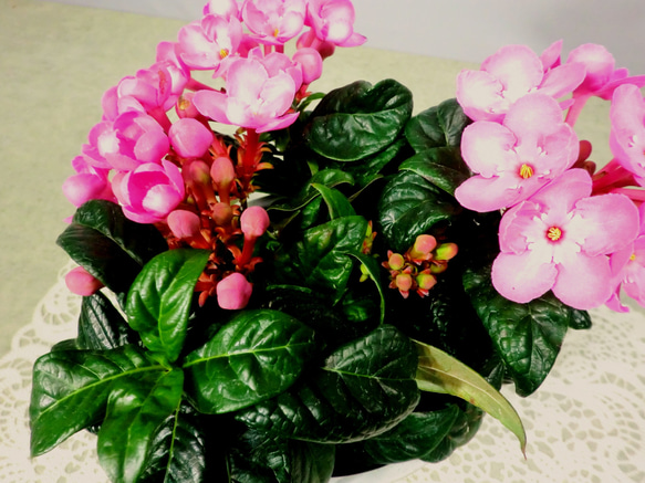 ★ENGEI ichioki★「ニオイザクラ・ガーネット」鉢花◆やや濃いピンクの花色です◆ 5枚目の画像
