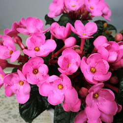 ★ENGEI ichioki★「ニオイザクラ・ガーネット」鉢花◆やや濃いピンクの花色です◆ 3枚目の画像