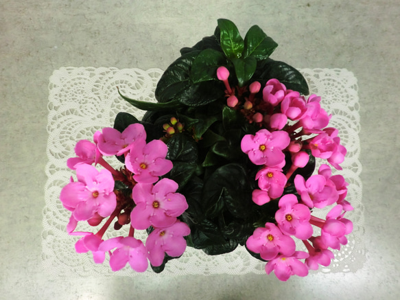 ★ENGEI ichioki★「ニオイザクラ・ガーネット」鉢花◆やや濃いピンクの花色です◆ 4枚目の画像