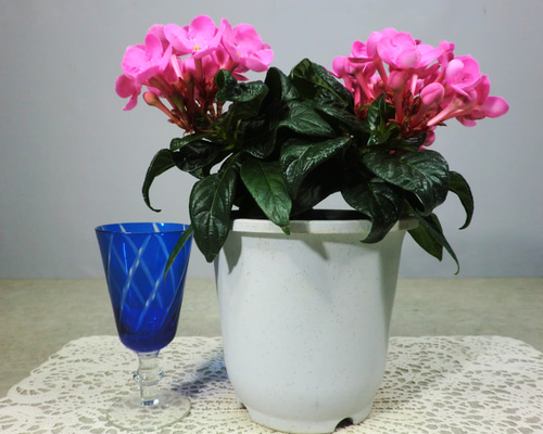 ☆ENGEI ichioki☆「ニオイザクラ・ガーネット」鉢花◇やや濃いピンク