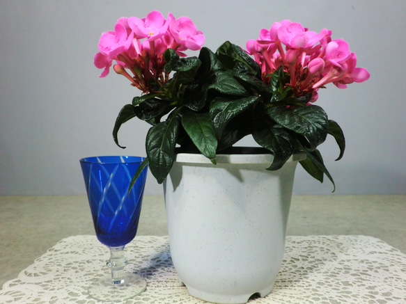 ★ENGEI ichioki★「ニオイザクラ・ガーネット」鉢花◆やや濃いピンクの花色です◆ 1枚目の画像