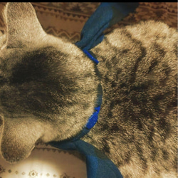 割引あり【79】猫の首輪 < 売り上げを保護団体に寄付 > 7枚目の画像