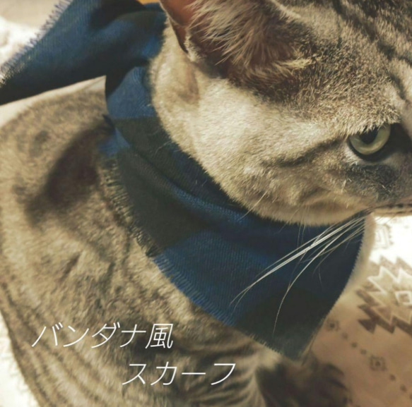 割引あり【80】猫の首輪 < 売り上げを保護団体に寄付させていただきます > 1枚目の画像