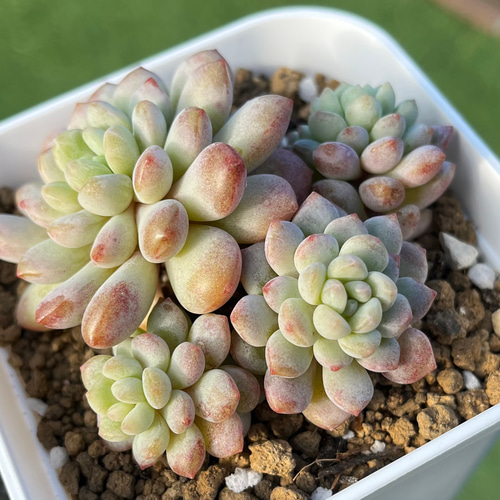 SOLD パールビーン② 厳選韓国苗 ネームタグ付き 多肉植物 〜Green