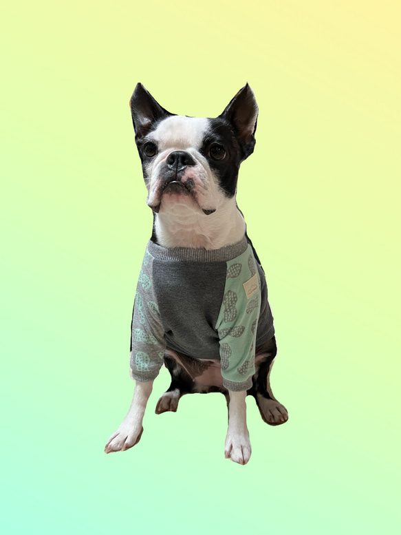 犬服　◎フレブルMサイズ◎ アシメmaffonラグランスリーブ⚫︎ピーナッツ⚫︎ハンドメイド 5枚目の画像