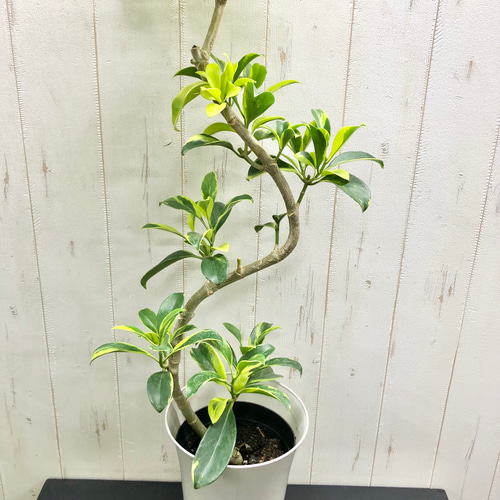 斑入り ファグラエア・ベルテロアナ その他インテリア雑貨 PLANTS SHOP