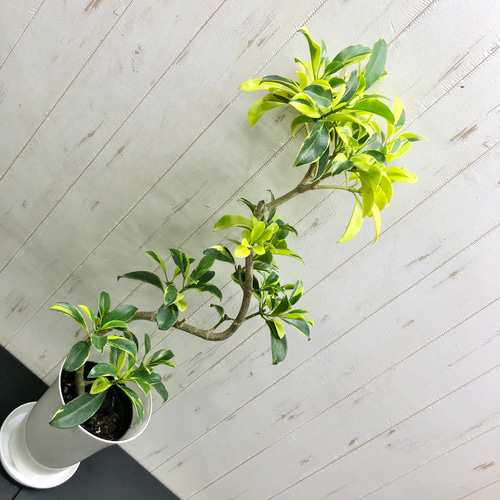 斑入り ファグラエア・ベルテロアナ その他インテリア雑貨 PLANTS SHOP