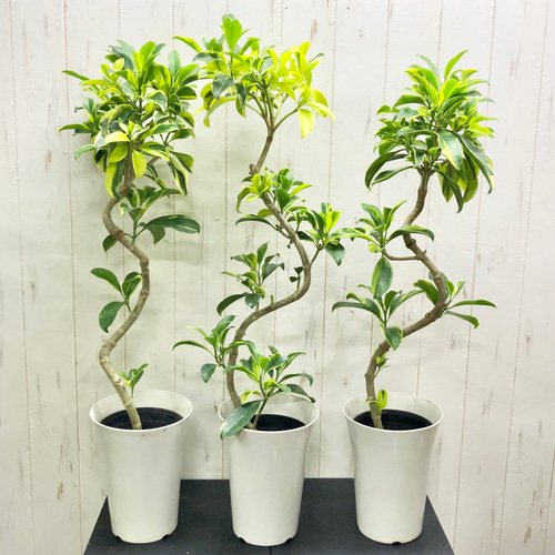 サーモン！ファグラエア・ベルテロアナ・バリエガータ斑入！観葉植物！高さ75 ファグラエア・ベルテロアナ・バリエガータ斑入り – カワナミ