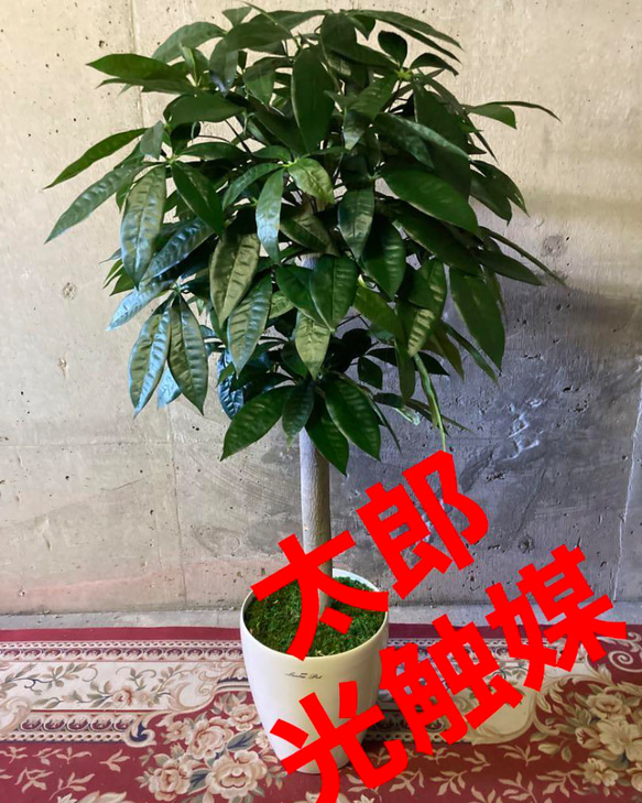 光触媒 人工観葉植物 ウォールグリーン フェイクグリーン パキラ花付き105