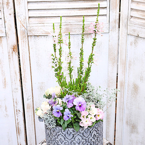 鉢花 ERIRA bel-08-001-02.jpg