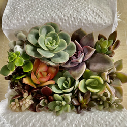 多肉弁当普及種セット