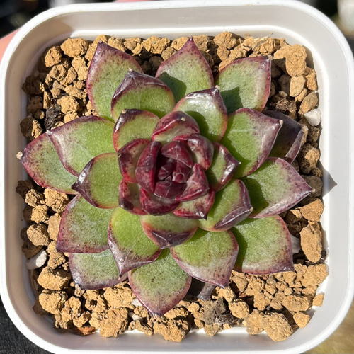 SOLD ブラックベア 厳選韓国苗 ネームタグ付き 多肉植物 〜Green〜多肉